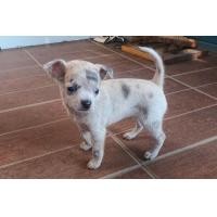 ราคา ชิวาว่า (360762538)