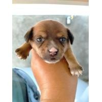 ราคา ขายลูกชิวาว่าทอยขนสั้น เพศชาย (360754151)