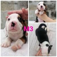 ราคา ขายบีเกิ้ล (360762445)