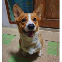 ราคา คอร์กี้ corgi young corgi คอร์กี้ (360633615)