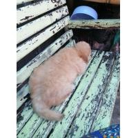 ราคา ชิสุผสมกับพูเดิ้ล (360776431)