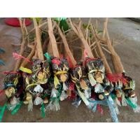 ราคา กิ่งตอนต้นผักหวานป่า (มือหนึ่ง) (360774538)