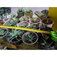 ราคา ม้าเวียน (มือสอง) (360771279)