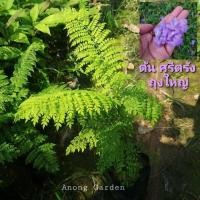 ราคา ต้น ศรีตรัง ดอกม่วง ถุงใหญ่ ต้นละ 60 บาท ไม้มงคล ปลูกประดับ เพิ่มความสวยงาม (มือหนึ่ง) (360769396)