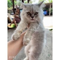 ราคา แมวเปอร์เซีย (360771744)