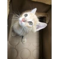 ราคา เปอร์เซียผสมชาย (360769759)