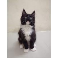 ราคา แมวเมนคูนแท้ (360762807)