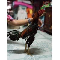 ราคา ไก่ชนก๋อย (360775398)