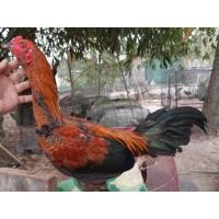 ราคา แบ่งพม่าแข้งหน้า (360772657)