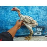 ราคา ไซง่อน (360772642)