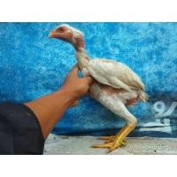 ราคา ไซง่อน (360772628)