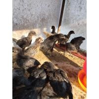 ราคา ลูกไก่ดำ มองโกล ภูพาน (360772049)