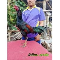 ราคา ไก่ชนพม่าง่อน (360771986)