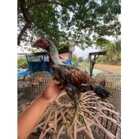 ราคา ไก่ชนเยียร์ (360769136)