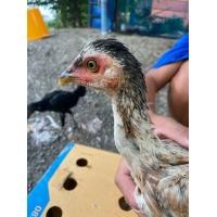 ราคา ไก่ชน เยียร์หัวจุก (360769086)