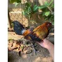 ราคา ไก่ป่า แท้ (360765447)