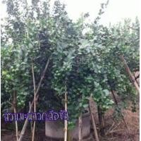 ราคา กิ่งพันธุ์มะนาวแป้นรำไพ (มือหนึ่ง) (360769705)