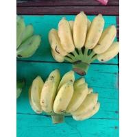 ราคา กล้วยน้ำว้านวลจันทร์ (มือหนึ่ง) (360766643)