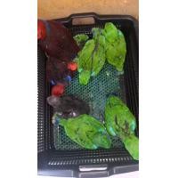 ราคา อิเคล็กตัส (360166196)