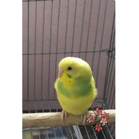 ราคา นกหงส์หยก (360737698)