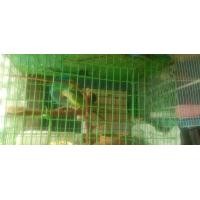 ราคา นกแก้วริงเนคเพศผู้กับเพศเมียพร้อมผสมพันธุ์ (360738606)