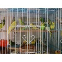 ราคา นกหงส์หยกฮอลแลนด์ (360736556)