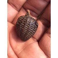 ราคา หมากทุย หลวงปู่เอี่ยม วัดหนัง (มือสอง) (360753988)