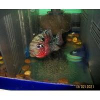 ราคา ปลาหมอสีตัวเมียมุกแดง ไข่แล้ว 1 ตัว (360751032)