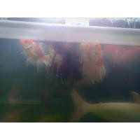 ราคา ปลาทองฮอลันดายักษ์พร้อมตู้ (360749514)