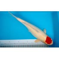 ราคา ปลาคาร์ฟ​นอก​ ตันโจโคฮากุใหญ่ๆ (360739983)