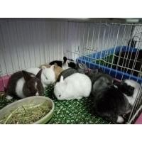 ราคา กระต่ายNDแท้ (360745053)