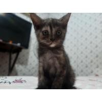 ราคา สก็อตติช (360753843)