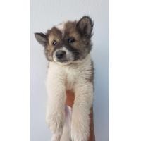 ราคา บางแก้ว (360747126)