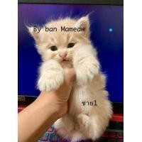 ราคา แมวเปอร์เซียแท้ (360752174)