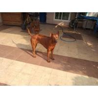 ราคา ขายสุนัขไทยหลังอาน เพศเมีย (360747039)