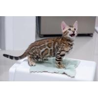 ราคา ลูกแมวเบงกอล พันธุ์แท้ 100 เปอร์เซ็น เพศผู้ พร้อมย้ายบ้าน (360747578)