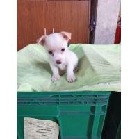 ราคา ขายลูกสุนัขพันธุ์แจ็ครัสเซลล์ผสมคอร์กี้ (360740027)