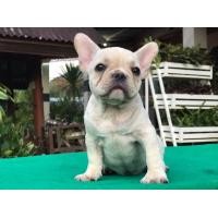 ราคา เฟร้นบลูด็อก (360757779)