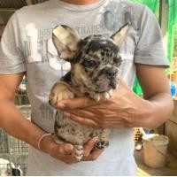 ราคา ขายสุนัข​เฟรนช์​บูลด็อก​ (360757346)