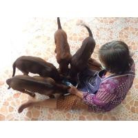 ราคา ขายลูกสุนัขไทยหลังอานพันธ์แท้ สายเลือดแชมป์ ราคาถูก (360756563)