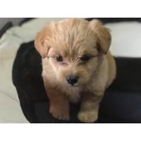 ราคา ชิวาว่าผสมชิสุห์​ (360753759)