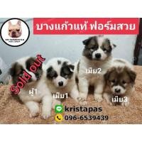 ราคา บางแก้ว แท้ (360737226)