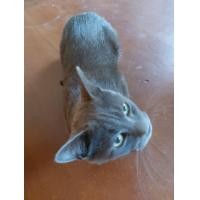 ราคา สีสวาด รับแลก พันธุ์อื่นๆ (360513556)