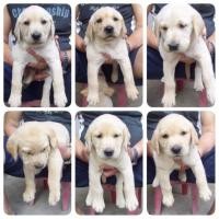 ราคา โกลเด้นลารบาดอ (360752371)