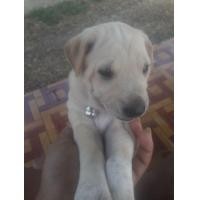 ราคา หมาบาลาดอลผสมโกเด้น (360736323)