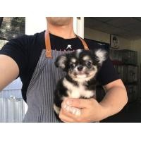 ราคา ชิวาวาขนยาวเกรดสวย (360751265)