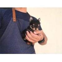ราคา ชิวาวาขนยาวไซมินิ (360751232)