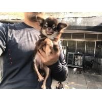 ราคา ชิวาวาขนยาว (360751163)