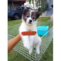 ราคา บางแก้วแท้สวยๆ เพศผู้ (360751331)