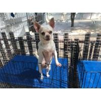 ราคา ชิวาวาขนสั้น (360750739)